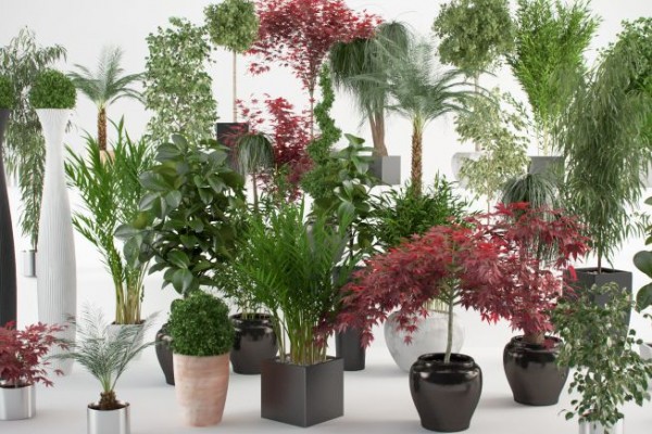 Cele mai sanatoase plante de apartament