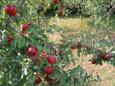 Land for sale, TECJ220656-9