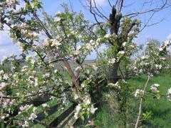 Land for sale, TECJ220656-7