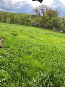 House for sale 5 rooms, CACJ239344FLO-9