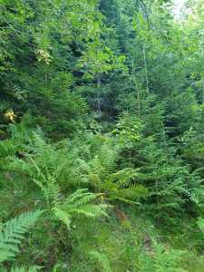 Land for sale, TECJ240864FLO-15