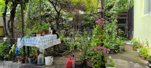 House for sale 3 rooms, CACJ353590-4