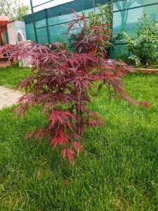 House for sale 4 rooms, CACJ247037FLO-12