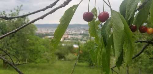 Terrain de vente, TECJ329350-1