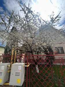 Maison de louer 3 chambres, CACJ243798FLO-13