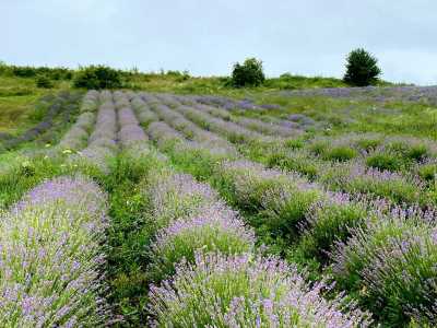 Terrain de vente, TECJ341308-2